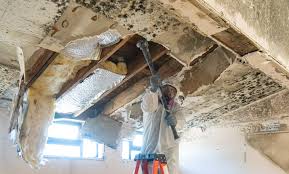 Best Mold Damage Restoration  in Waynesburg, OH